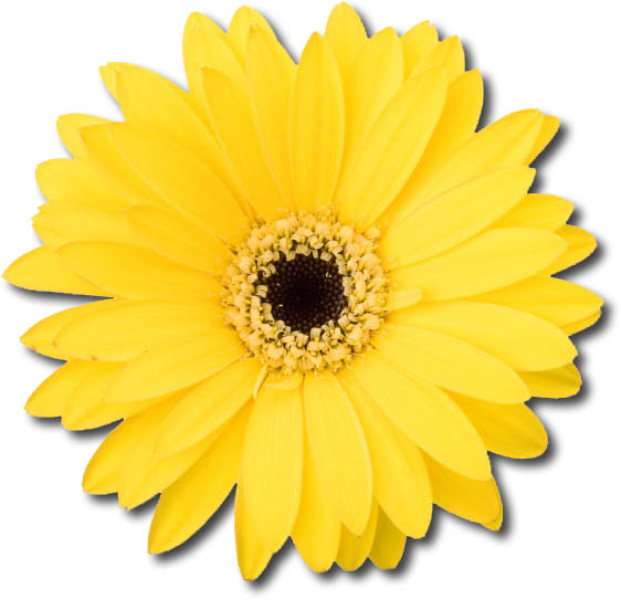 Daisy