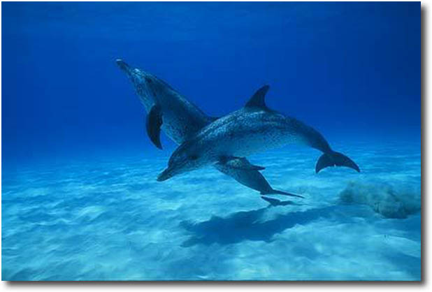 Dolphin Body Language.