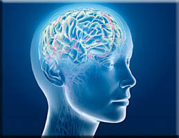 The Human Brain