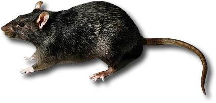 Rat